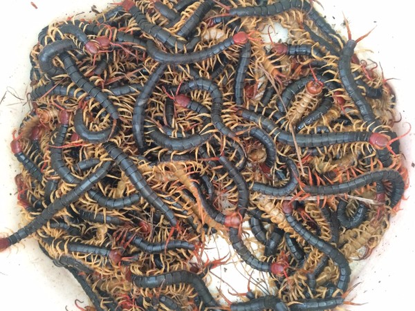 吳公價格(吳公價格多少錢一克)