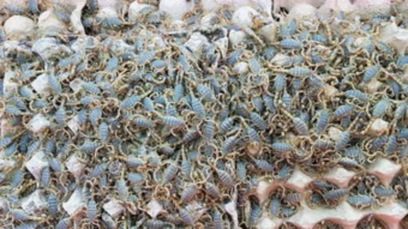 怎樣查蝎子價(jià)格(怎樣查蝎子價(jià)格)