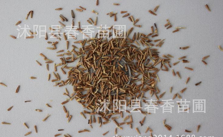 種子紅柔價格(種子紅柔和多少錢一瓶)